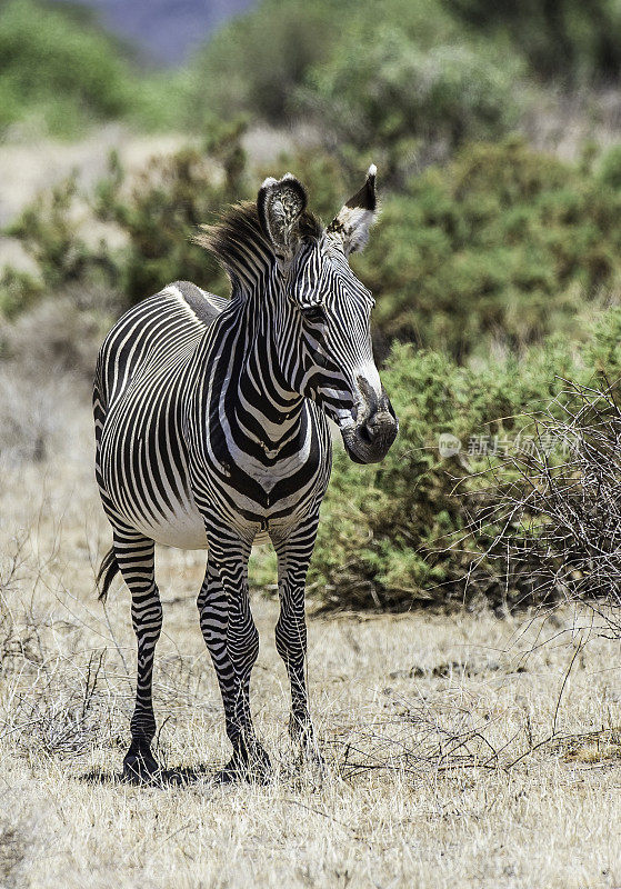 Grévy的斑马(Equus grevyi)，也被称为帝王斑马，是现存最大的野生马科动物，也是三种斑马中最受威胁的。肯尼亚桑布鲁国家保护区。